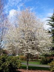 Spring Flurry