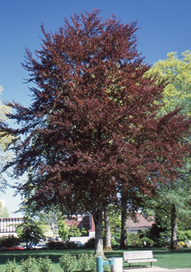 tree