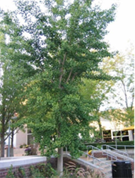 tree