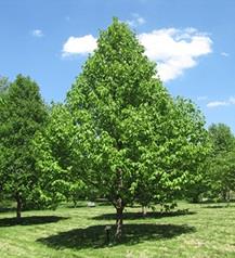 tree