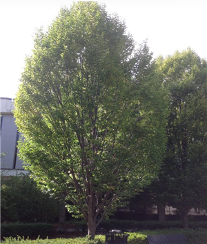 tree