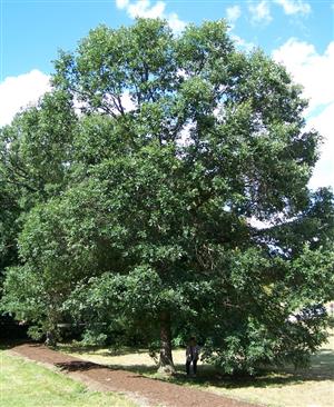 tree