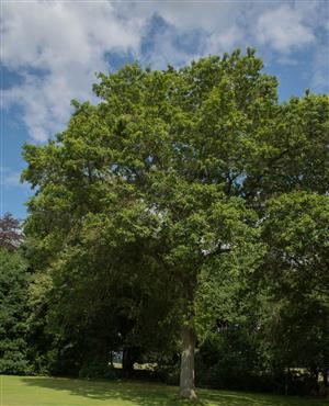 tree